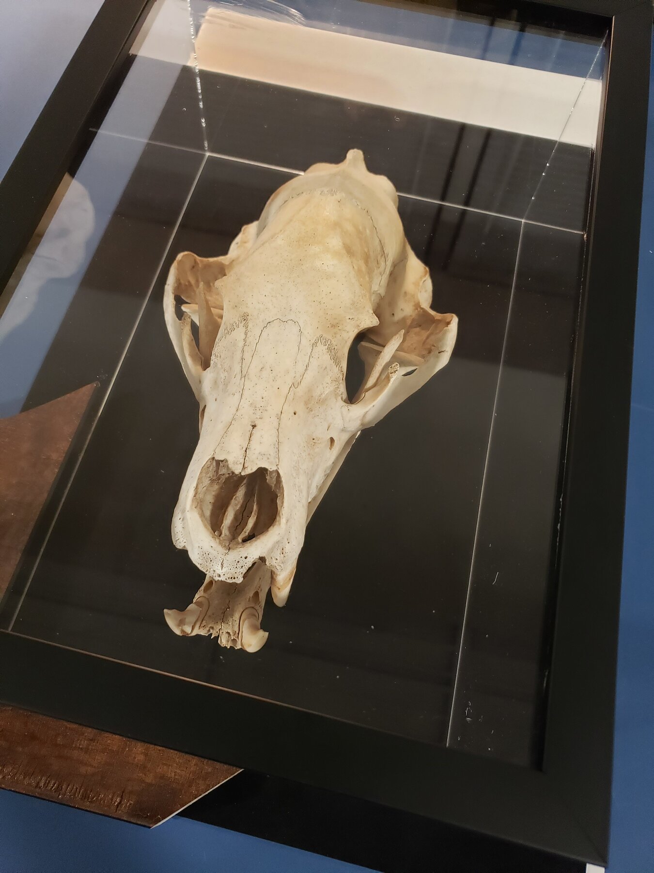 Full project view of natural-history skull display case custom framing project